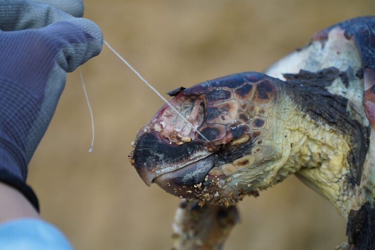SOS tartarughe: l’ambientalista milanese Sebastian Colnaghi sottolinea l’urgenza di ridurre l’uso della plastica dopo la triste scoperta di una tartaruga marina senza vita